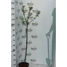Díszalma Malus 'White Angel'