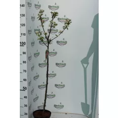 Díszalma Malus 'White Angel'