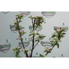 Díszalma Malus 'White Angel'
