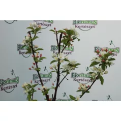 Díszalma Malus 'White Angel'