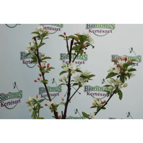 Díszalma Malus 'White Angel'