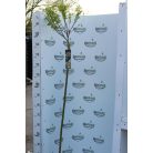 Tarkalevelű japán fűz Salix integra 'Hakuro-nishiki 