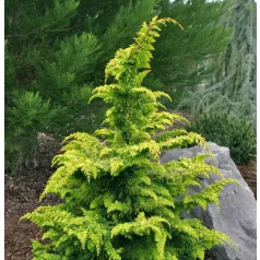   Fernspray Gold hinoki hamisciprus Chamaecyparis obtusa Fernspray Gold