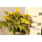 Fernspray Gold hinoki hamisciprus Chamaecyparis obtusa Fernspray Gold