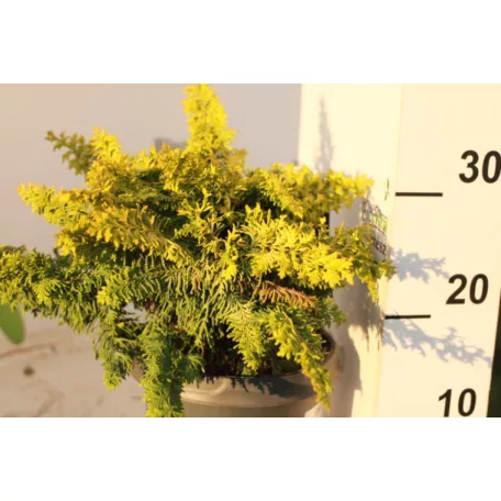 Fernspray Gold hinoki hamisciprus Chamaecyparis obtusa Fernspray Gold