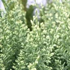 Oregoni hamisciprus fehér Chamaecyparis lawsoniana 'Snow White'