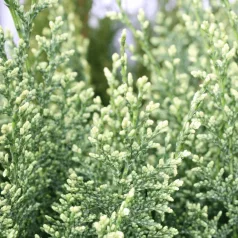   Oregoni hamisciprus fehér Chamaecyparis lawsoniana 'Snow White'