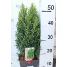 Oregoni hamisciprus fehér Chamaecyparis lawsoniana 'Snow White'