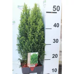  Oregoni hamisciprus fehér Chamaecyparis lawsoniana 'Snow White'