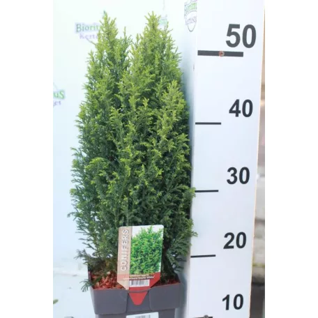 Oregoni hamisciprus fehér Chamaecyparis lawsoniana 'Snow White'