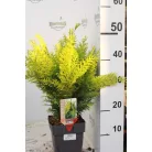 Arany oregoni hamisciprus Chamaecyparis lawsoniana 'Stardust'