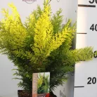 Arany oregoni hamisciprus Chamaecyparis lawsoniana 'Stardust'