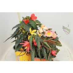 Csüngő begónia Begonia 'Waterfalls'