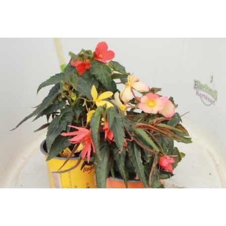 Begonia 'Waterfalls'