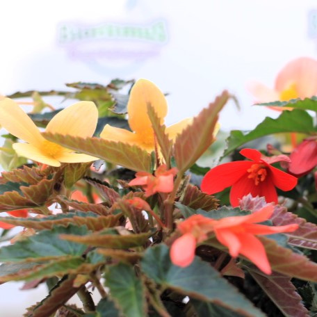 Csüngő begónia Begonia 'Waterfalls'