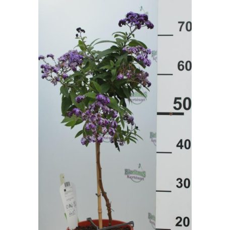 Törzses balkonnövény