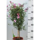 Törzses balkonnövény