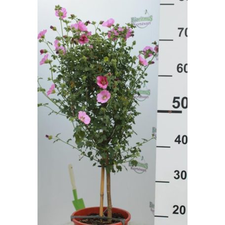 Törzses balkonnövény