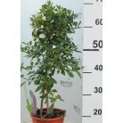 Törzses balkonnövény