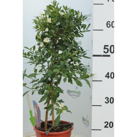 Törzses balkonnövény