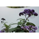 Törzses balkonnövény