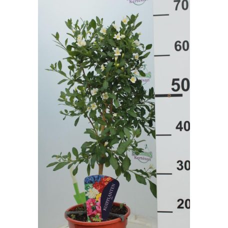 Törzses balkonnövény