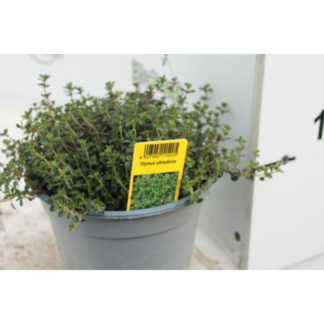 Fűszernövény 14 cm-es cserép