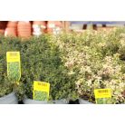 Fűszernövény 14 cm-es cserép