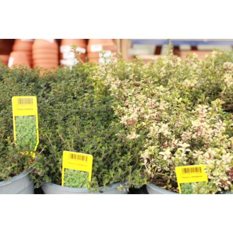 Fűszernövény 14 cm-es cserép