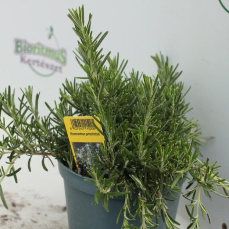 Fűszernövény 14 cm-es cserép