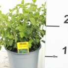 Fűszernövény 14 cm-es cserép