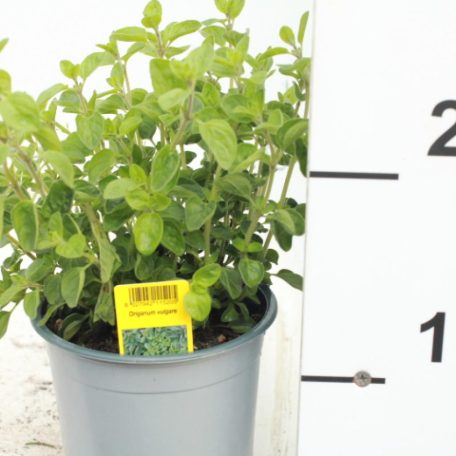 Fűszernövény 14 cm-es cserép