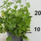 Fűszernövény 14 cm-es cserép