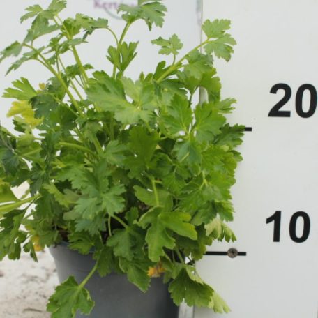 Fűszernövény 14 cm-es cserép