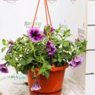 Futó petúnia 20 cm KER