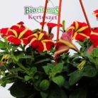 Futó petúnia 20 cm KER