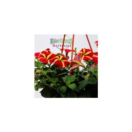 Futó petúnia 20 cm KER