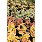 Álló muskátli különleges fajták Pelargonium zonale