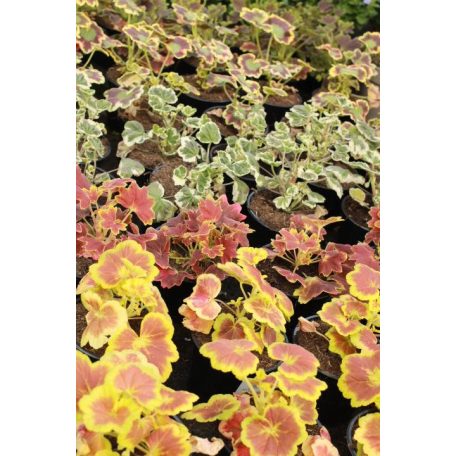 Álló muskátli különleges fajták Pelargonium zonale