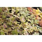 Álló muskátli különleges fajták Pelargonium zonale