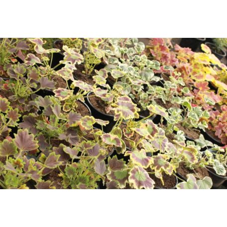 Álló muskátli különleges fajták Pelargonium zonale