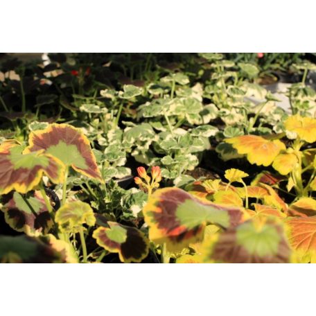 Álló muskátli különleges fajták Pelargonium zonale