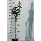 Konténeres magastörzsű rózsa