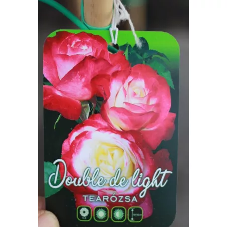 Konténeres magastörzsű rózsa