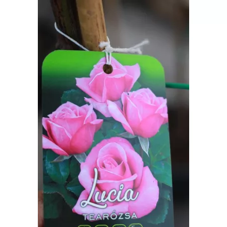 Konténeres magastörzsű rózsa