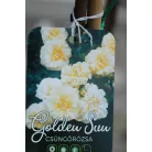 Konténeres magastörzsű rózsa