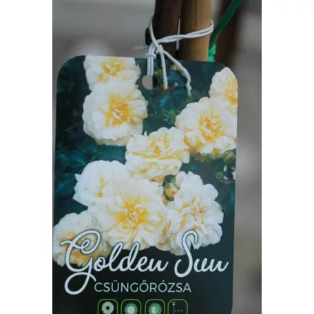 Konténeres magastörzsű rózsa