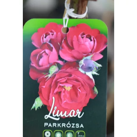 Konténeres magastörzsű rózsa