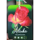 Konténeres magastörzsű rózsa