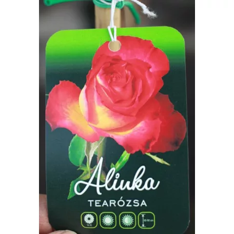 Konténeres magastörzsű rózsa